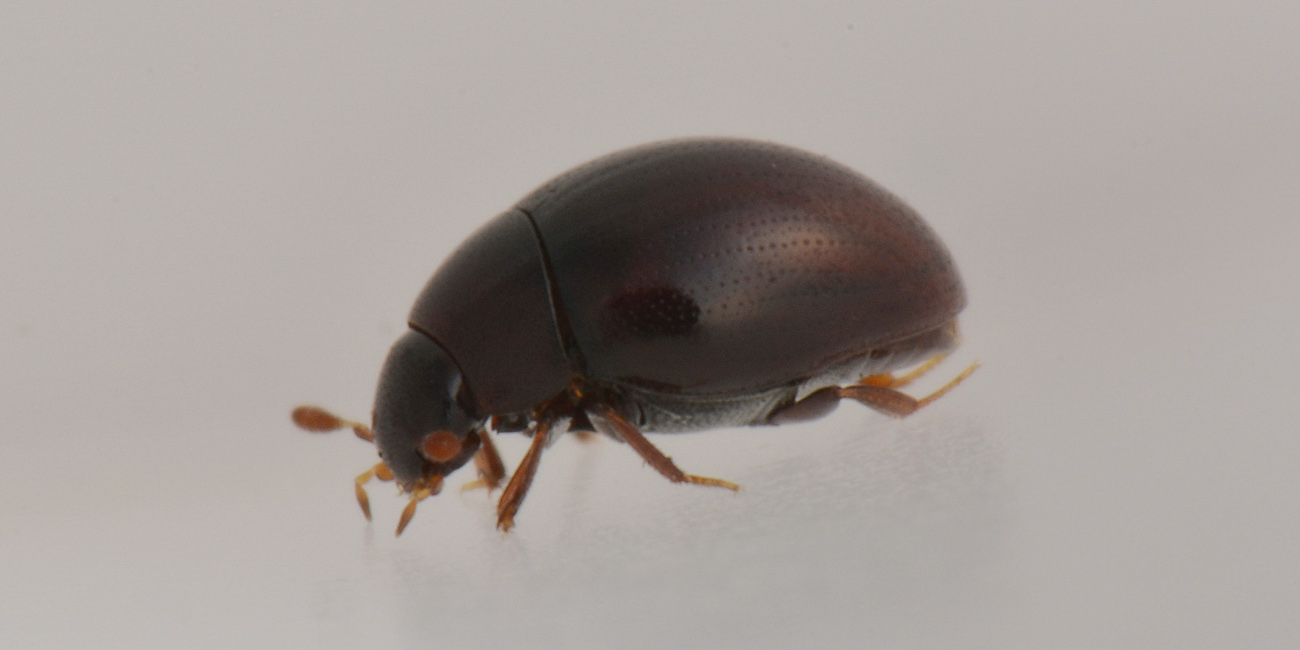 Hydrophilidae: Cercyon convexiusculus?